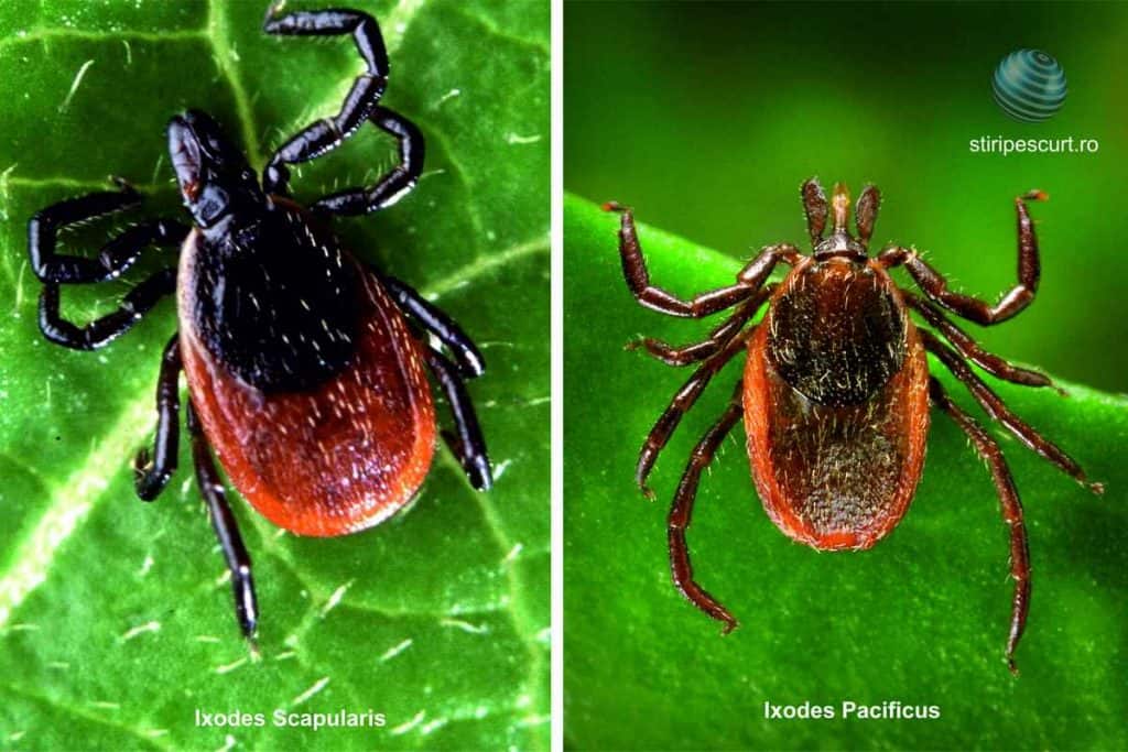 Căpușe Ixodes scapularis și Ixodes pacificus