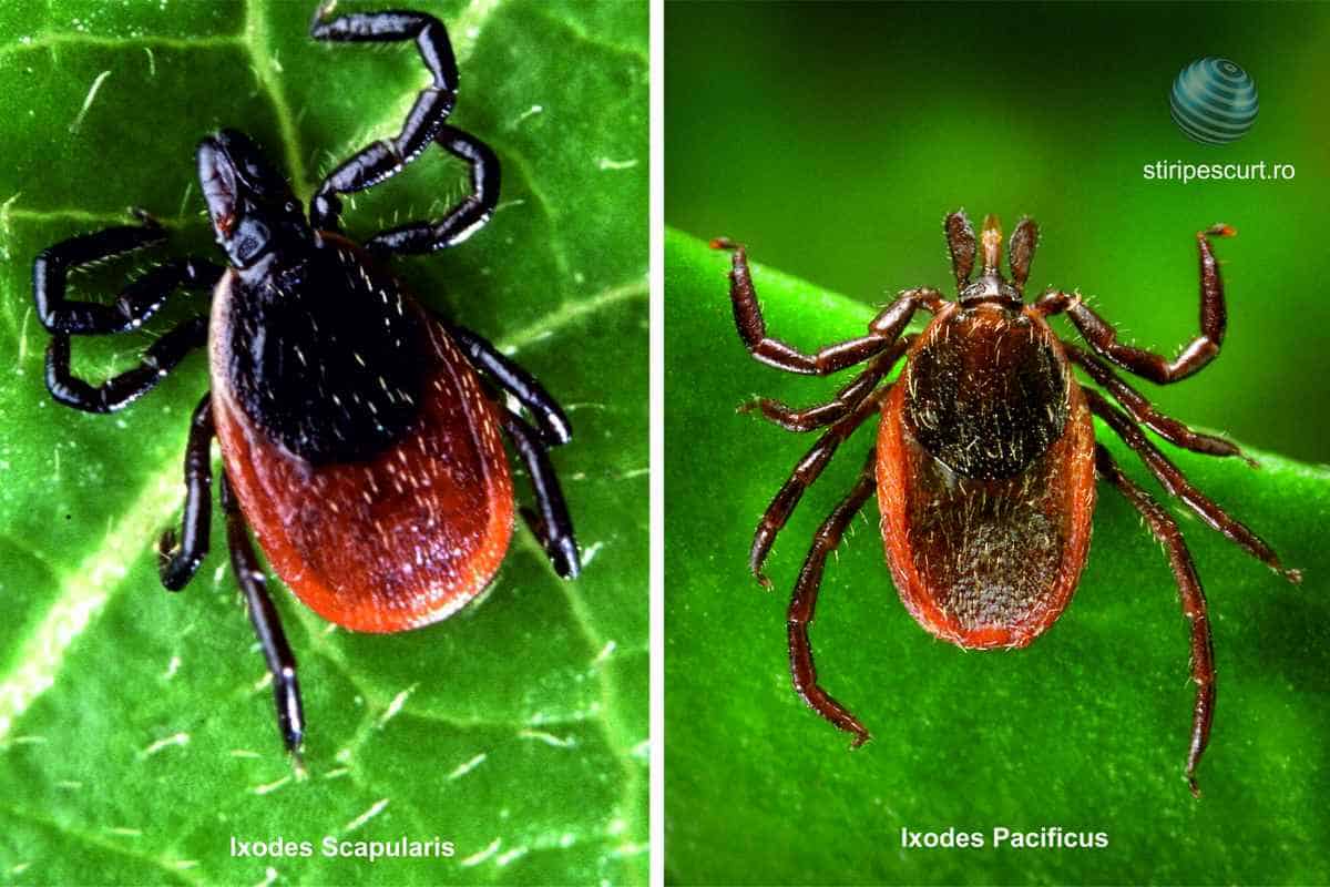 Căpușe Ixodes scapularis și Ixodes pacificus