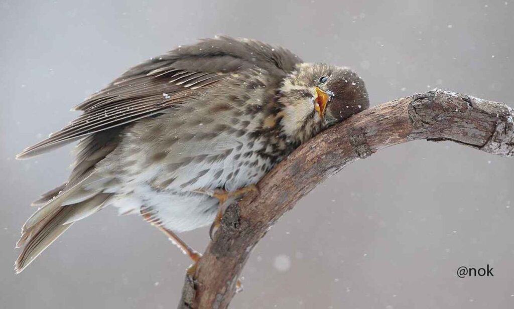 Sturz cântător (Turdus philomelos) foto: Doina Nok pentru Societatea Ornitologică Română