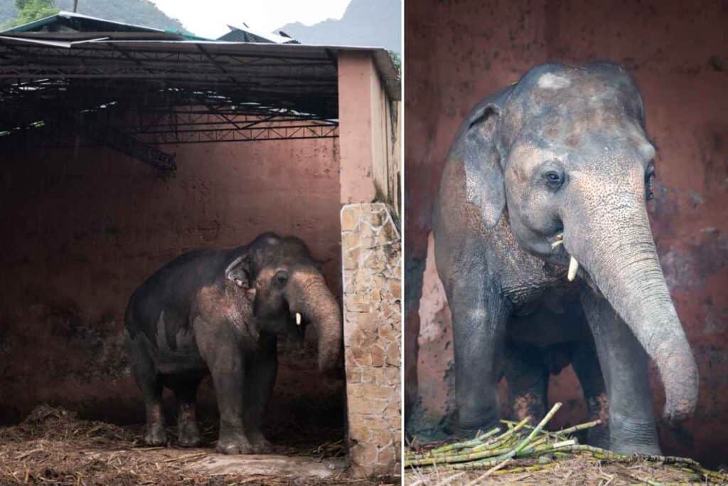 Elefant salvat după zeci de ani: Cel mai singuratic elefant din lume va avea un trai nou. foto: Four Paws International