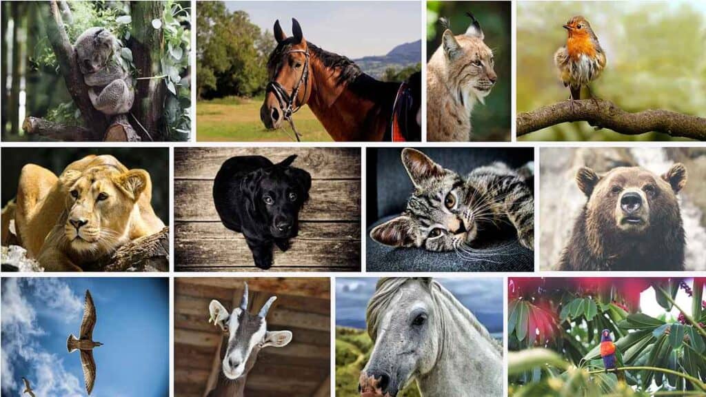 4 octombrie - Azi este Ziua internaţională a animalelor. Premieră în România