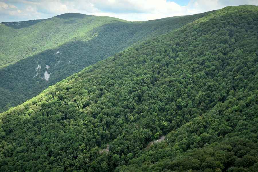 Romsilva: Peste 43.000 hectare de pădure retrocedate ilegal ar putea fi readuse în patrimoniul statului