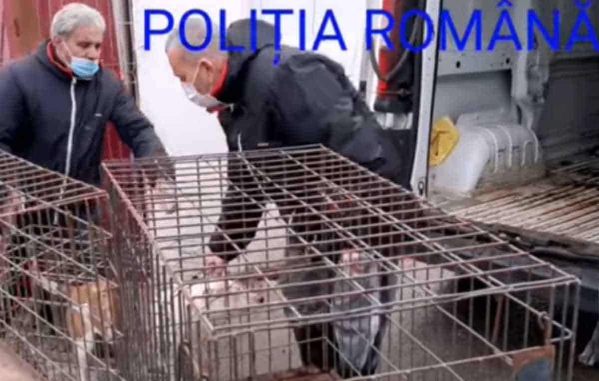 Terifiant! Poliția a fost sesizată că niște câini sunt incendiați într-un container. La percheziții a fost descoperit un adăpost improvizat