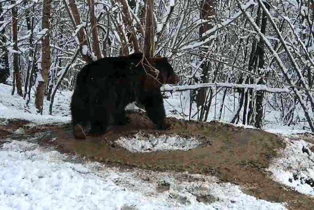 Traumele CAPTIVITĂȚII: După 20 de ani la zoo Piatra Neamț, ursoaica Ina "trăieşte" încă într-o cuşcă imaginară, deși e în sanctuarul Libearty - VIDEO