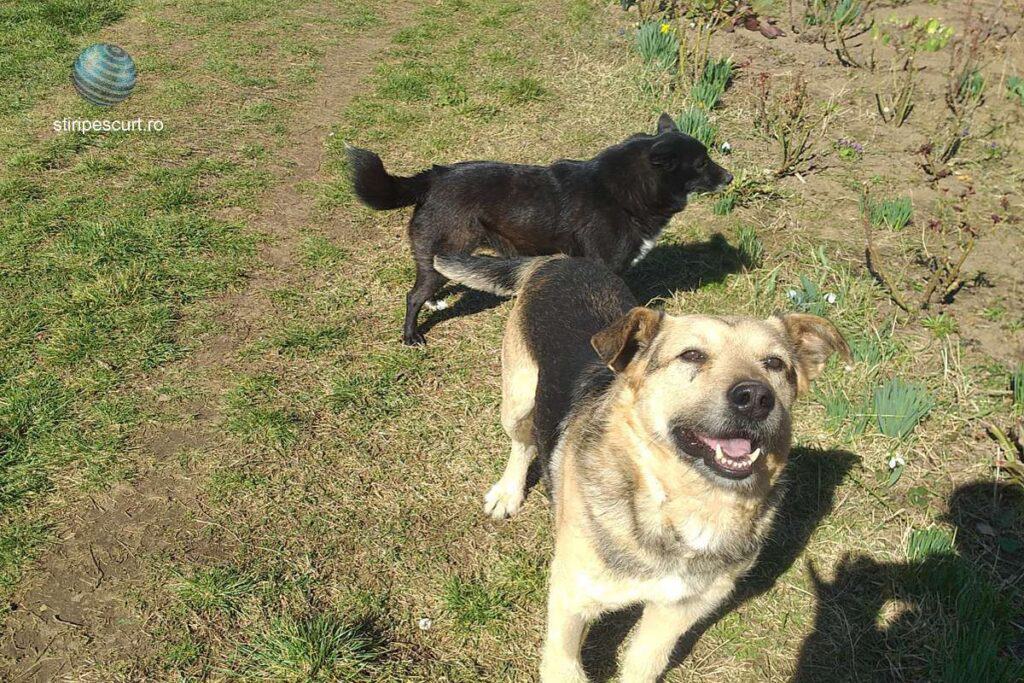 Anunț ANSVSA: Asociaţiile şi fundaţiile din domeniul protecţiei animalelor pot prelua lunar câini din adăposturile publice
