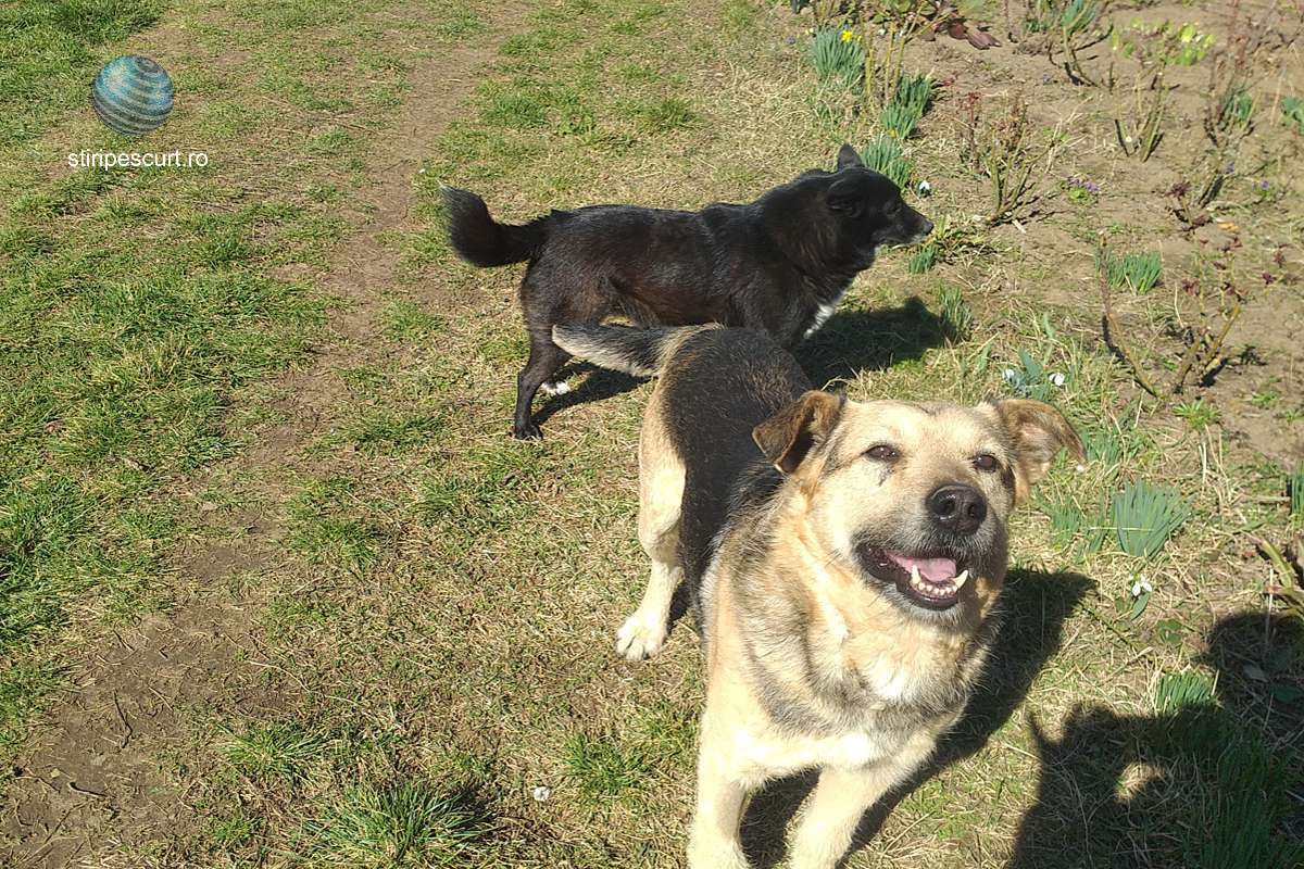 Anunț ANSVSA: Asociaţiile şi fundaţiile din domeniul protecţiei animalelor pot prelua lunar câini din adăposturile publice