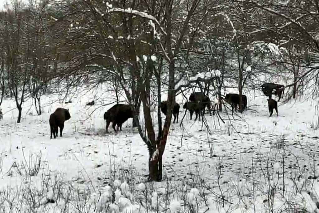 Imagini emoționante cu Zimbrii din Rezervația Hațeg, la o plimbare prin pădure - VIDEO