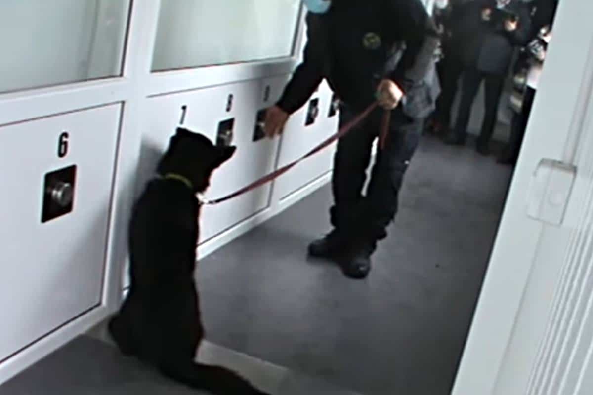 Câinii antrenați să depisteze bolnavii de Covid și-au început job-ul, în Timișoara - VIDEO