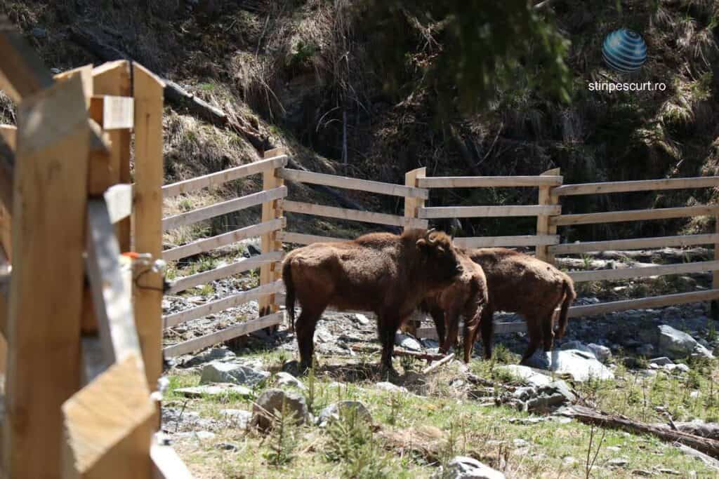 Trei femele de zimbru, de 2 ani, pe tărâmul zimbrilor de la Lerești