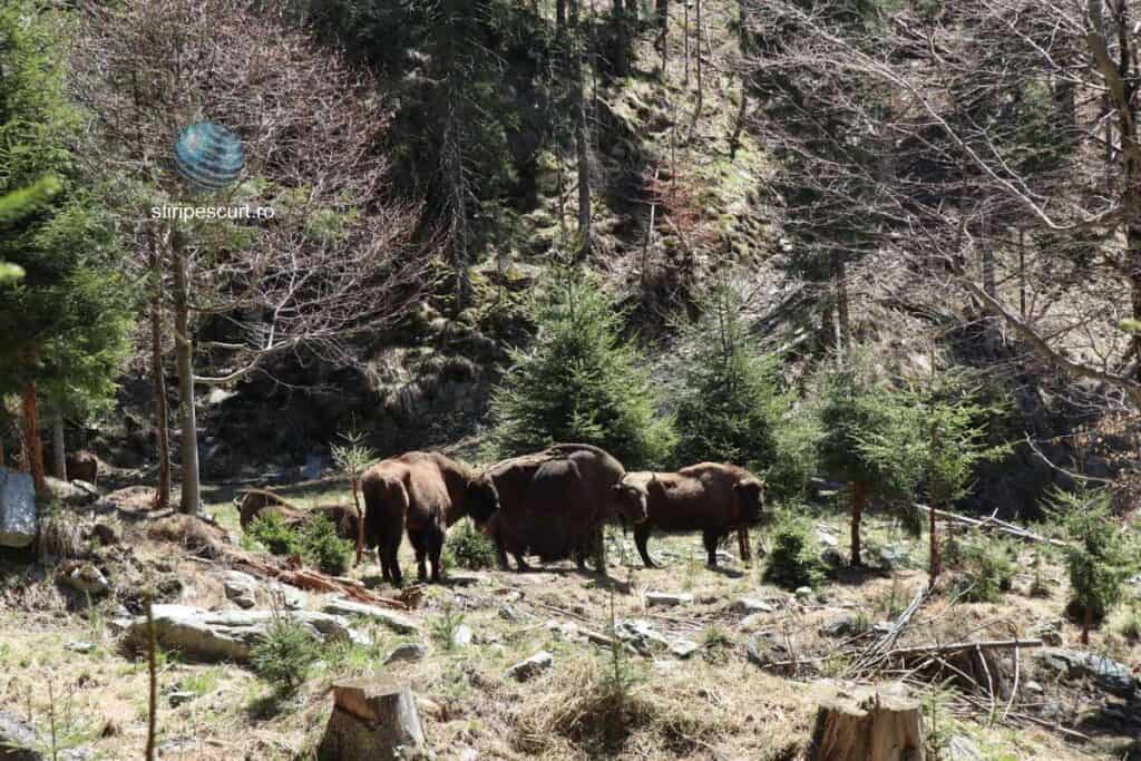 Tărâmul zimbrilor de la Lerești, primii 8 zimbri în țarcul de acomodare