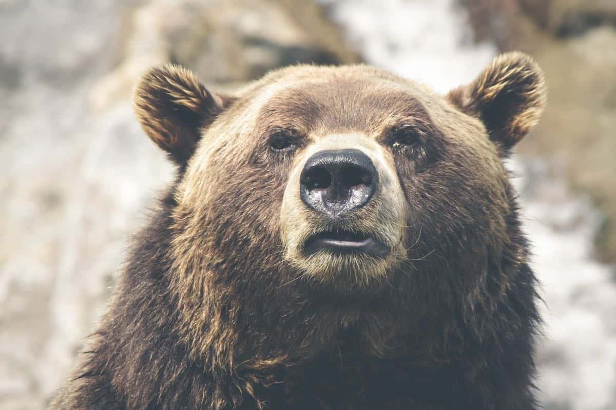 Şeful Gărzii de Mediu a deschis anchetă, după reclamația că un prinţ din Austria a ucis ilegal cel mai mare urs brun din România. Se poate ajunge la dosar penal