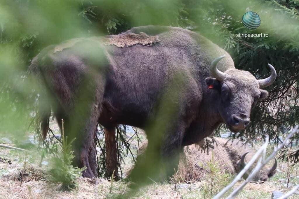 Zimbru în Făgăraș, țarcul Lerești, înainte de eliberarea în sălbăticie