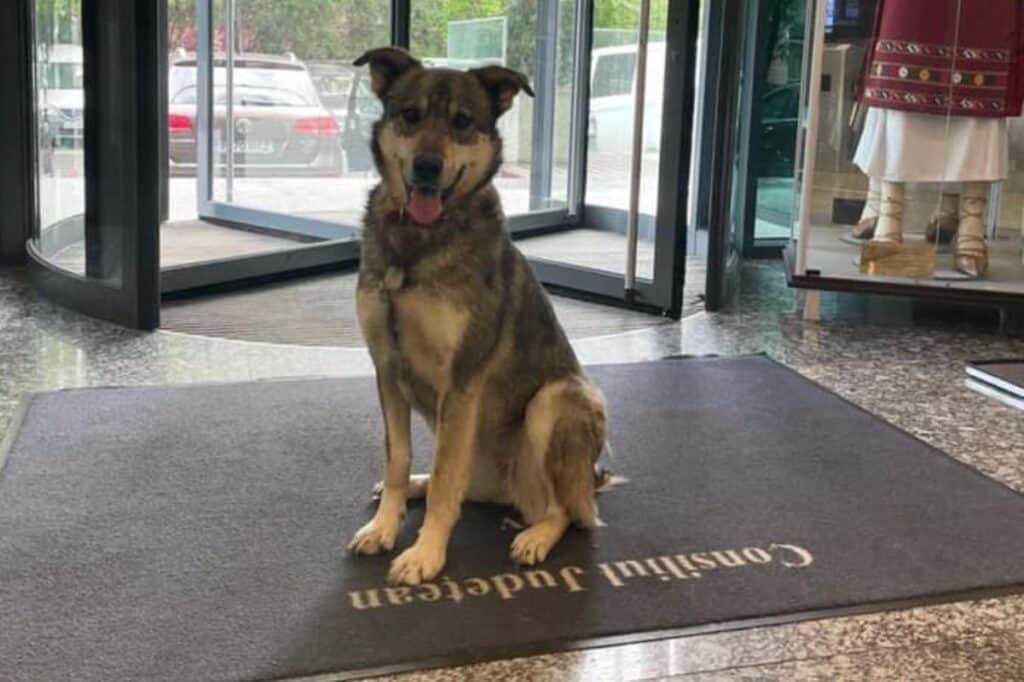 30 de câini și pisici, fără stăpân, vă așteaptă la Afumați, la Târgul de adopție de animale de companie