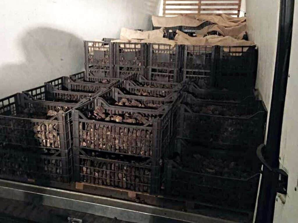 Polițiștii din Neamț au confiscat 1200 kg de trufe, din mașina unui italian, pentru care nu existau documente justificative