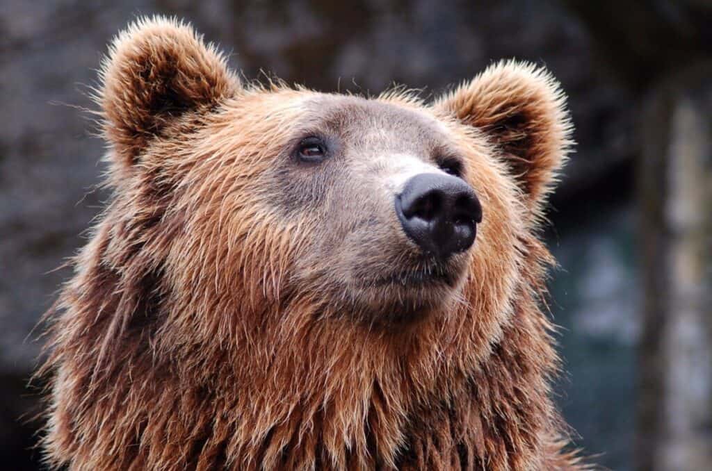 Bucureștean amendat de jandarmi, pentru că a hrănit mai mulți urși, în zona Barajului Vidraru