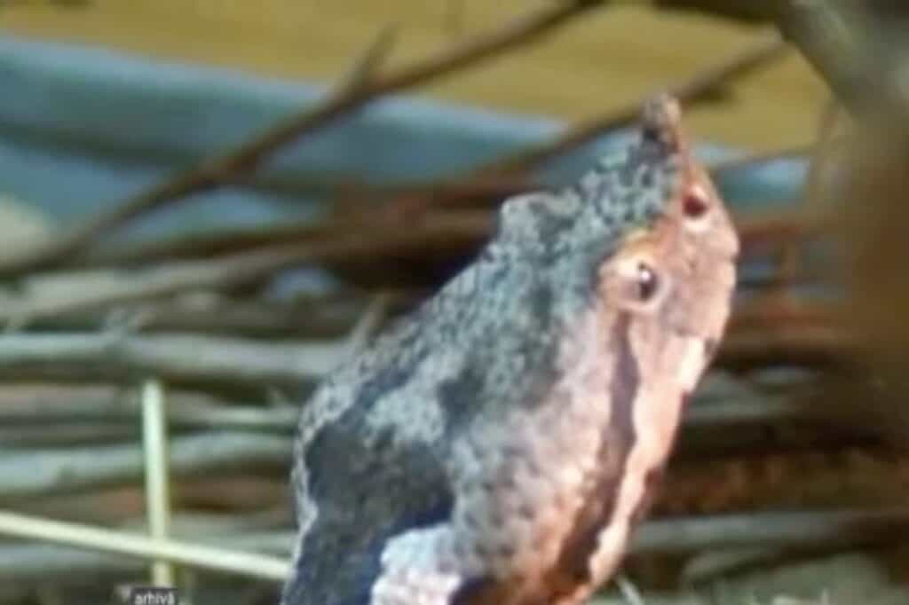 Alertă! S-au înmulțit viperele cu corn în Clisura Dunării și Băile Herculane. În România, o fiolă de ser antiviperin costă 500 de euro, în timp ce în Serbia costă doar 15