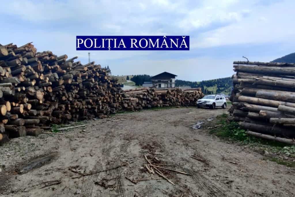 Controale silvice în Maramureș: 800 de metri cubi de material lemnos, confiscat și 66 de amenzi, în valoare de 176000 de lei