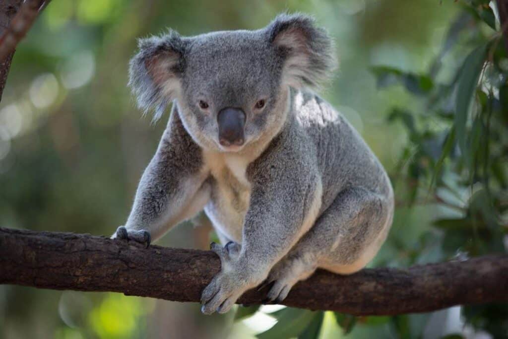 Ursuleții Koala mor din cauza infecţiei cu o bacterie, specia fiind în pericol în Australia