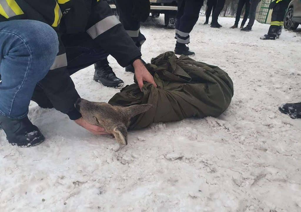 Trei tinere au salvat o căprioară ajunsă în râul Bistriţa, atacată de câini. foto: ISU BN
