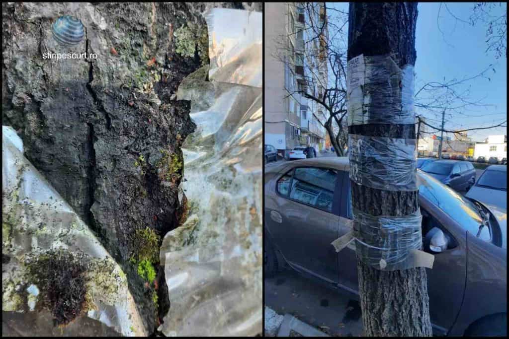 Ce se întâmplă când lipești afișele cu scotch pe coaja copacilor! Nimic bun!