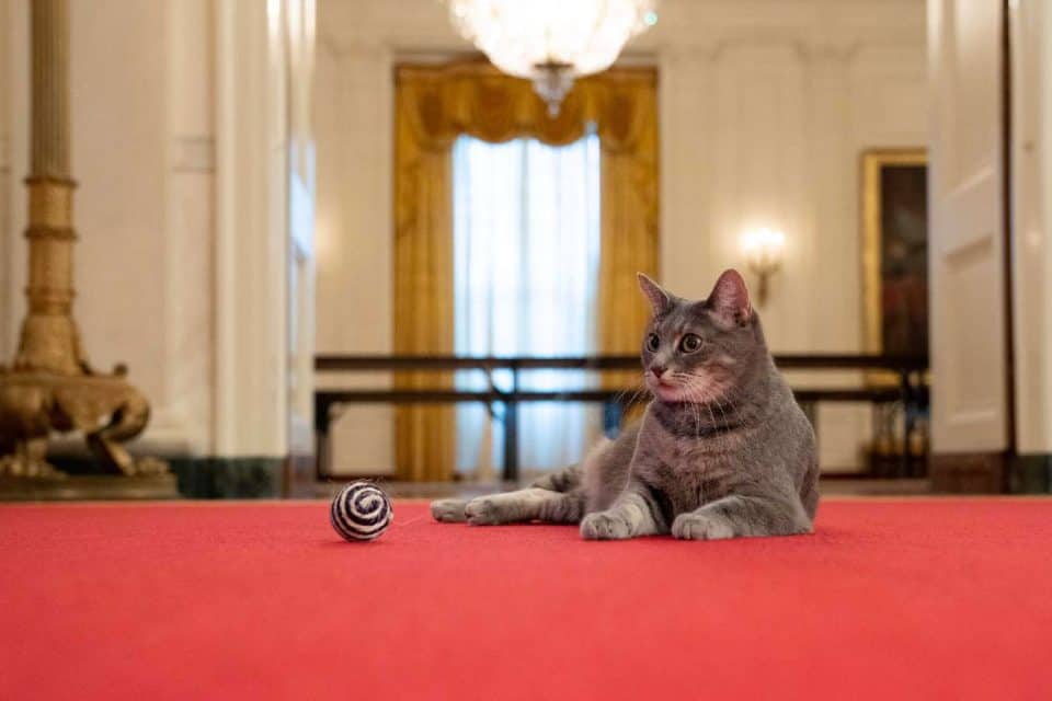 Casa Albă a primit-o cu fast pe Willow ”The First Cat”. Sursa foto: Jill Biden, Twitter