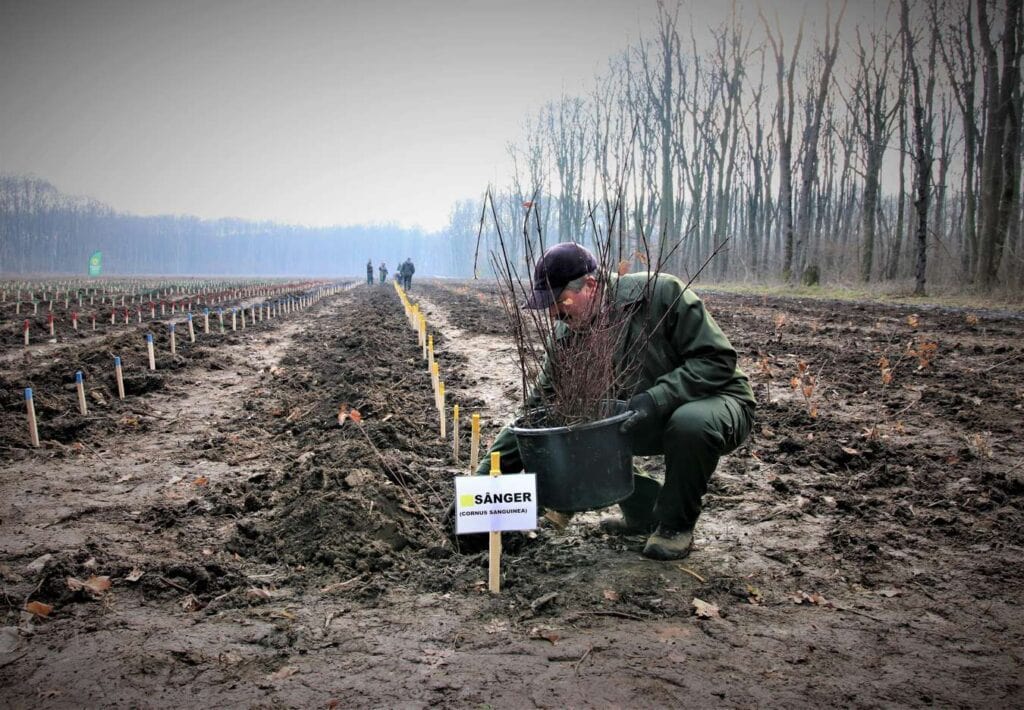 Romsilva anunță începerea campaniei de împăduriri de primăvară. Milioane de puieți pregătiți. Sursa foto: Romsilva