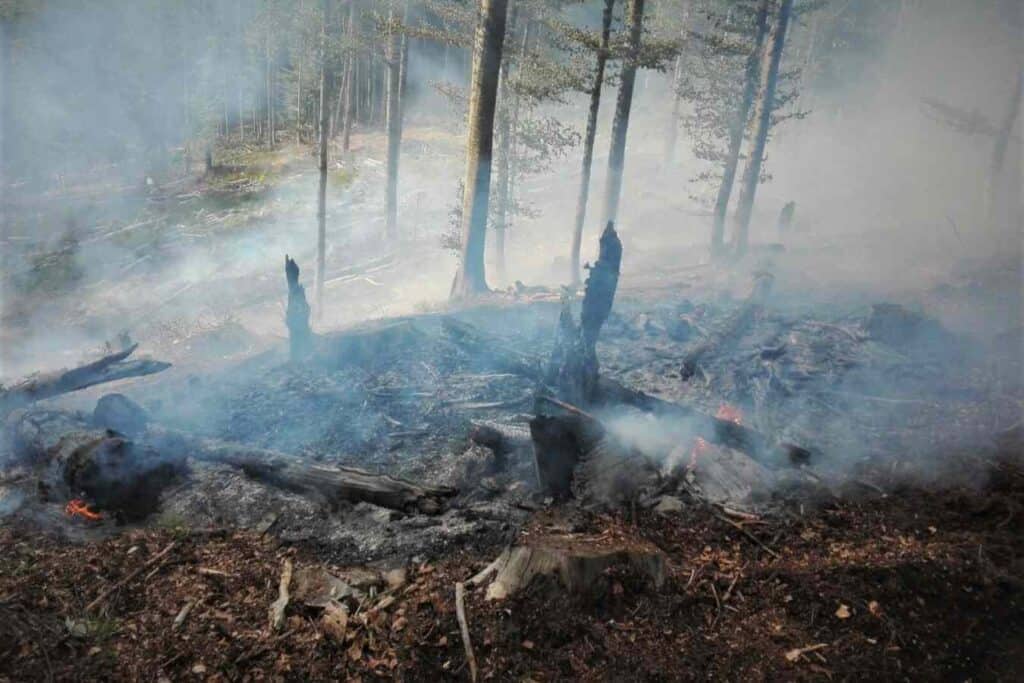 Romsilva atrage atenția asupra riscului extinderii incendiilor provocate de arderea miriștilor. Sursa foto: Romsilva