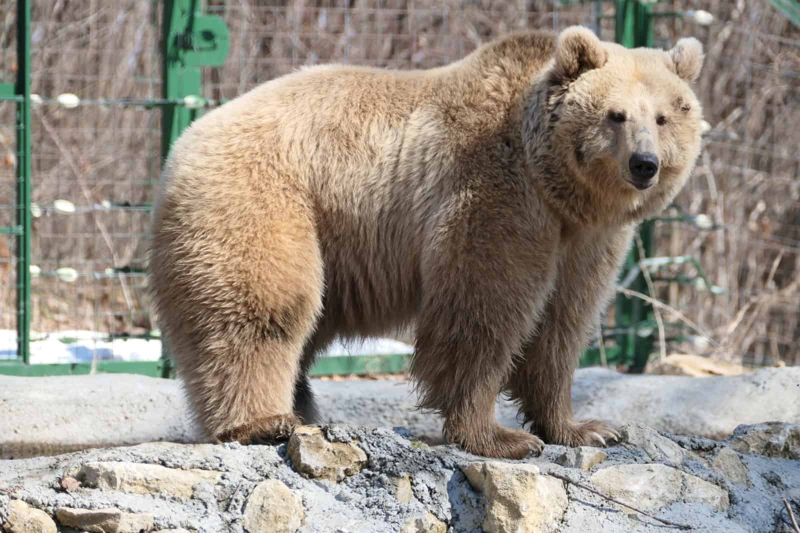 Ursoaca Masha, „refugiată” din Ucraina, a ajuns ÎN SFÂRȘIT la sanctuarul de la Zărneşti. Foto Facebook/AMP Libearty