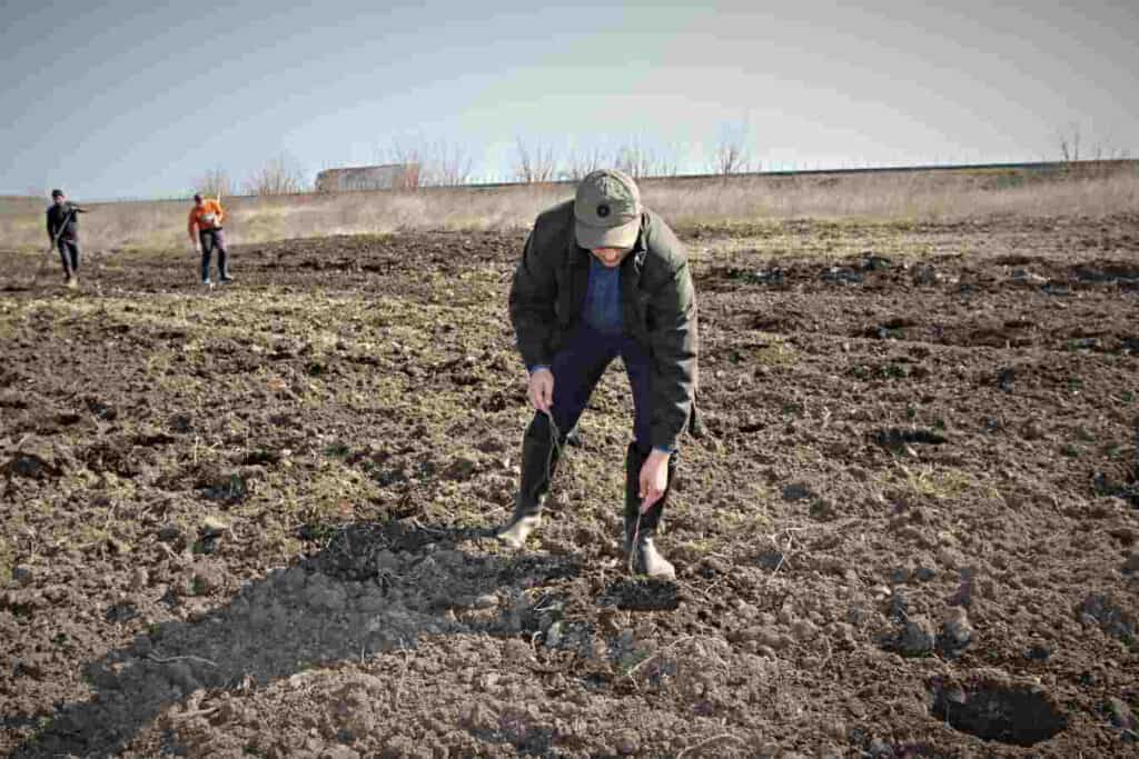 Romsilva a plantat în campania de împăduriri de primăvară alte 90 de hectare de perdele forestiere în proximitatea Autostrăzii A2. Foto: Romsilva