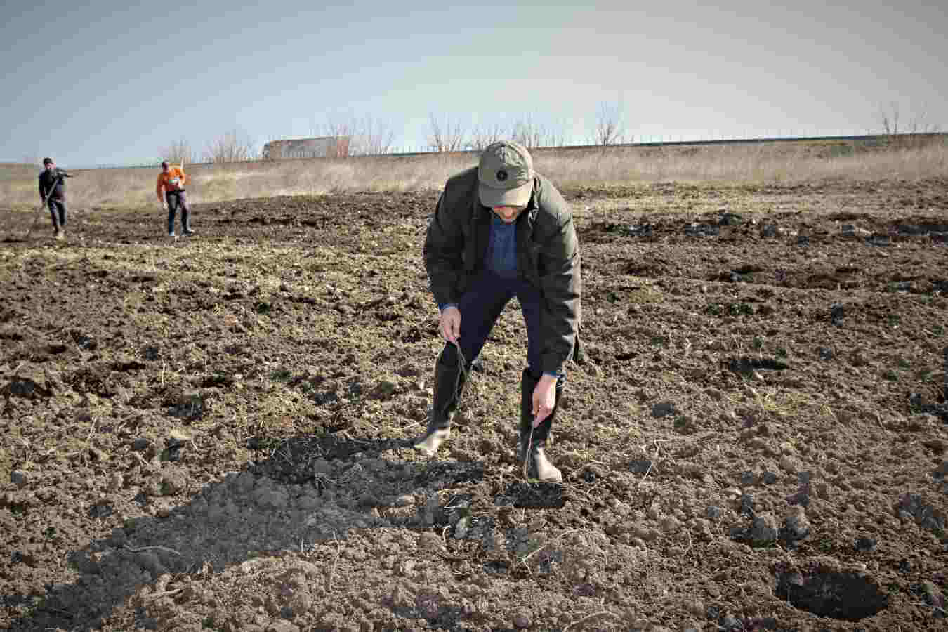 Romsilva a plantat în campania de împăduriri de primăvară alte 90 de hectare de perdele forestiere în proximitatea Autostrăzii A2. Foto: Romsilva