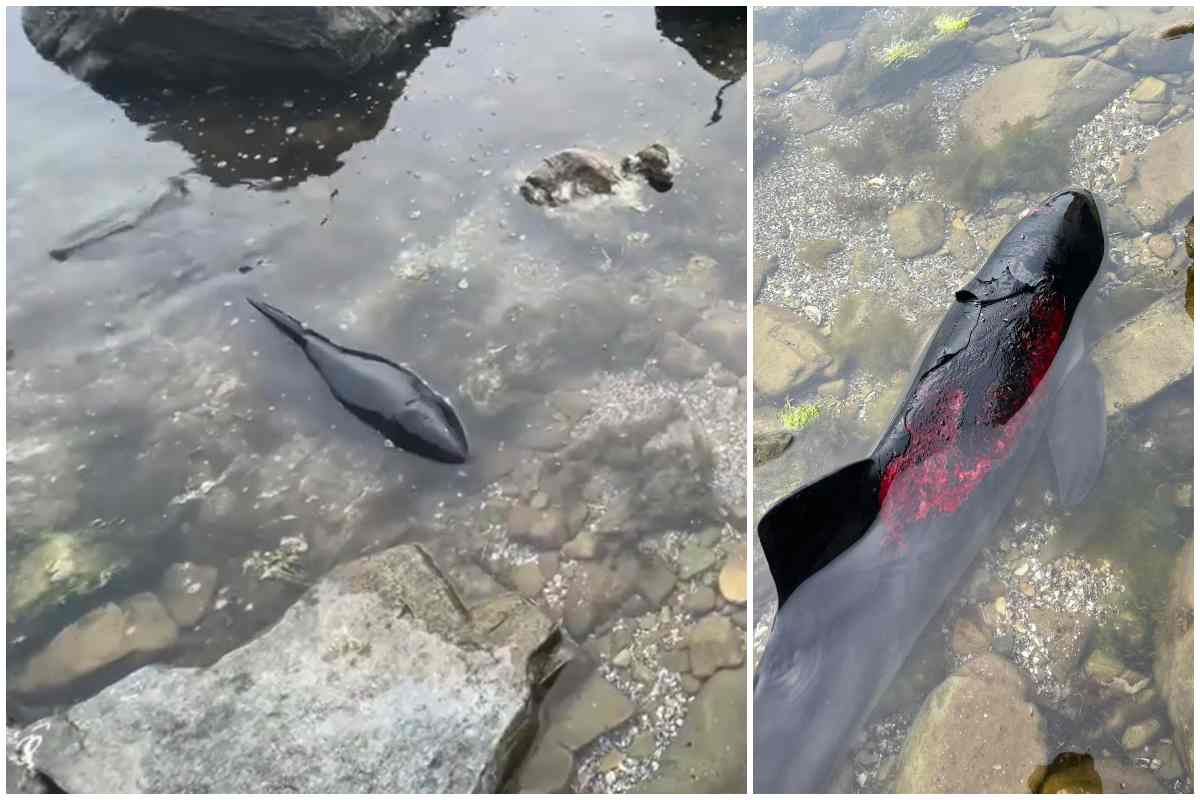 Zeci de delfini găsiți morți numai pe litoralui românesc! Pericol uriaș pentru TOȚI delfinii din Marea Neagră