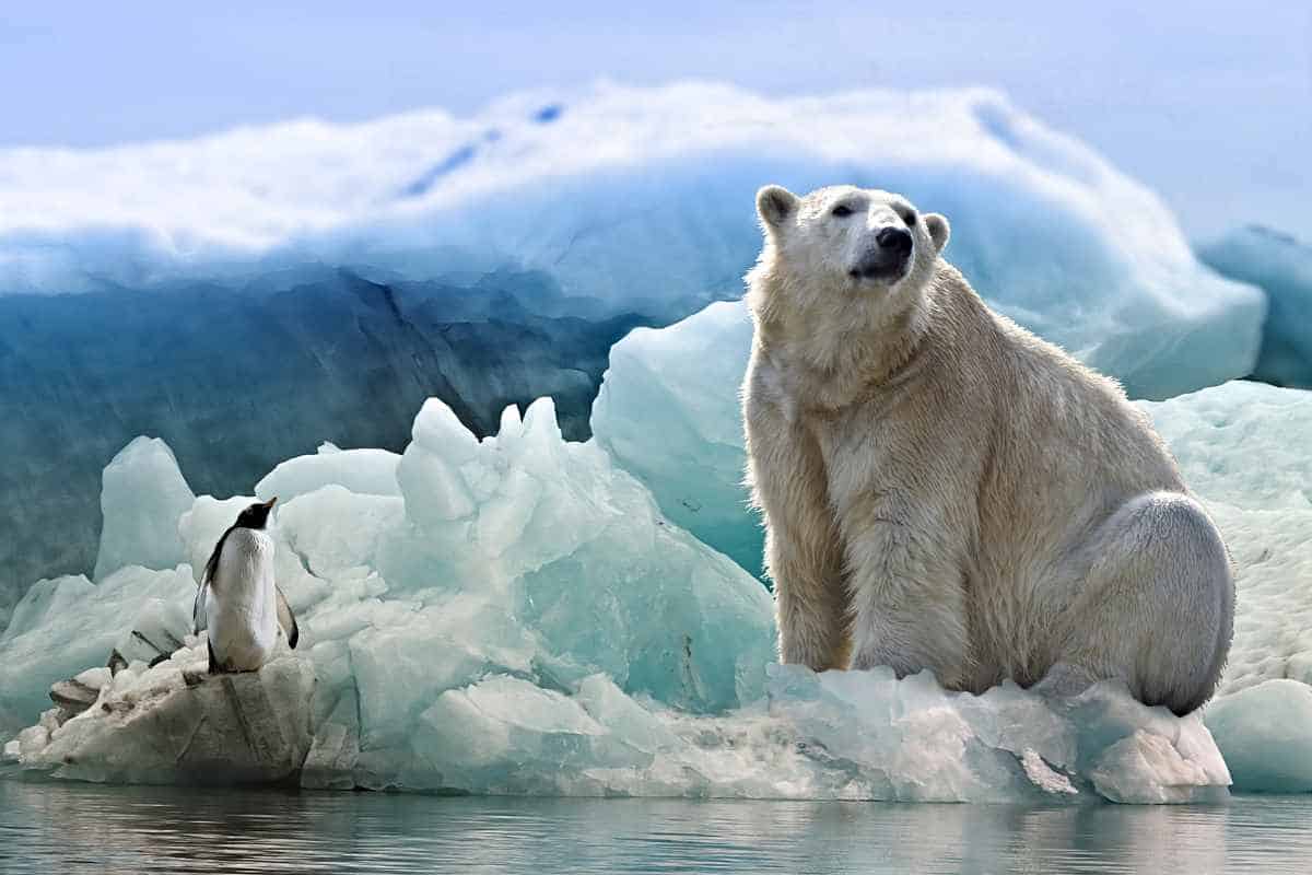 Arctica se încălzeşte mai repede decât se prevede
