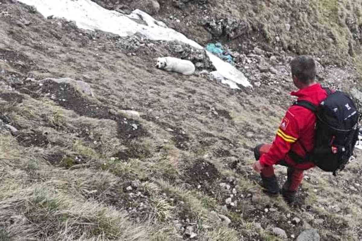Un labrador a fost recuperat de Salvamont după ce a căzut 200 de metri într-o prăpastie