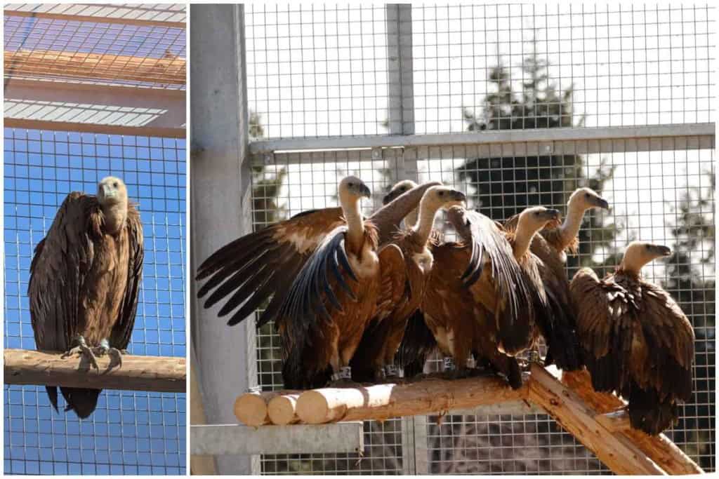 Vulturii suri au revenit în Munții Făgăraș